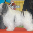 Polish Lowland Sheepdog